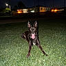 Maverick is registered to the contest to win money with this photo: dog, black_dog, grass, night, tongue_out, animal, pet, outdoor, field, happy, canine, flash, illuminated, ears_up, tongue, animal_portrait, lawn, house, streetlight, dark_sky