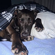 Maverick is registered to the contest to win money with this photo: dog, blanket, pillow, bed, paw, resting, indoors, cozy, sleepy, black_dog, fur, closeup, comfort, pet, cute, animal, relaxed, portrait, warm, soft