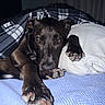 dog, blanket, pillow, bed, paw, resting, indoors, cozy, sleepy, black_dog, fur, closeup, comfort, pet, cute, animal, relaxed, portrait, warm, soft