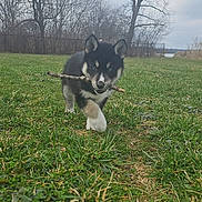 Raven is registered to the contest to win money with this photo: puppy, dog, husky, grass, stick, outdoor, nature, field, tree, sky, blue_eyes, young, walking, playful, animal, pet, canine, leafless_tree, cloudy, small