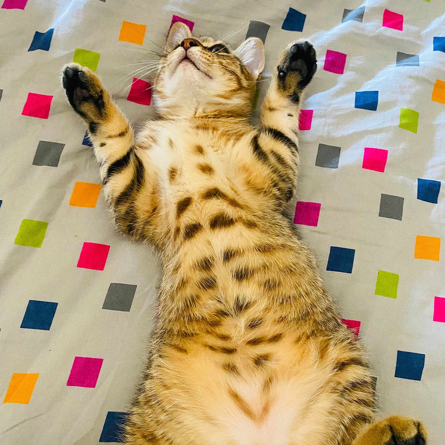 Goku a rejoint le concours — aidez-le/la à gagner de superbes lots ! animal, bedspread, cat, colorful, cute, feline, fur, indoor, kitten, lying_down, pattern, paws, pet, playful, relaxed, sleepy, soft, tabby, whiskers, young