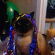 Neco a rejoint le concours — aidez-le/la à gagner de superbes lots ! cat, siamese_cat, pet, animal, portrait, sitting, indoors, holiday, christmas, tinsel, decorations, balloons, presents, living_room, houseplant, blue_eyes, whiskers, collar, festive, close_up