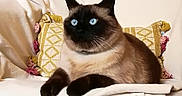 Neco participe au concours pour gagner de l'argent avec cette photo : cat, siamese_cat, blue_eyes, pet, animal, indoors, living_room, sofa, couch, cushion, blanket, sitting, lounging, portrait, whiskers, ears, fur, brown_fur, black_face, home_decor