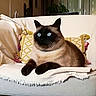 cat, siamese_cat, blue_eyes, pet, animal, indoors, living_room, sofa, couch, cushion, blanket, sitting, lounging, portrait, whiskers, ears, fur, brown_fur, black_face, home_decor