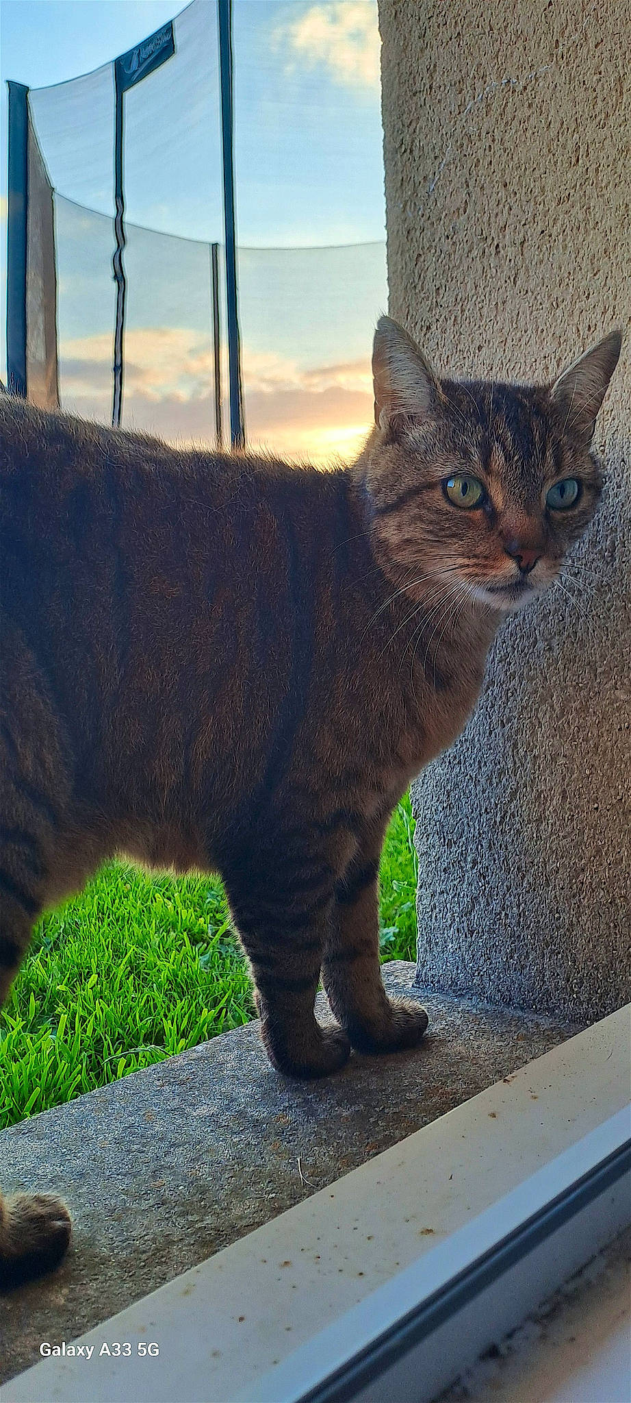 Mimi a rejoint le concours — aidez-le/la à gagner de superbes lots ! carnivore, cat, claw, cloud, domestic_short_haired_cat, fawn, felidae, fur, grass, paw, sky, small_to_medium_sized_cats, snout, tail, terrestrial_animal, whiskers, wildlife, window