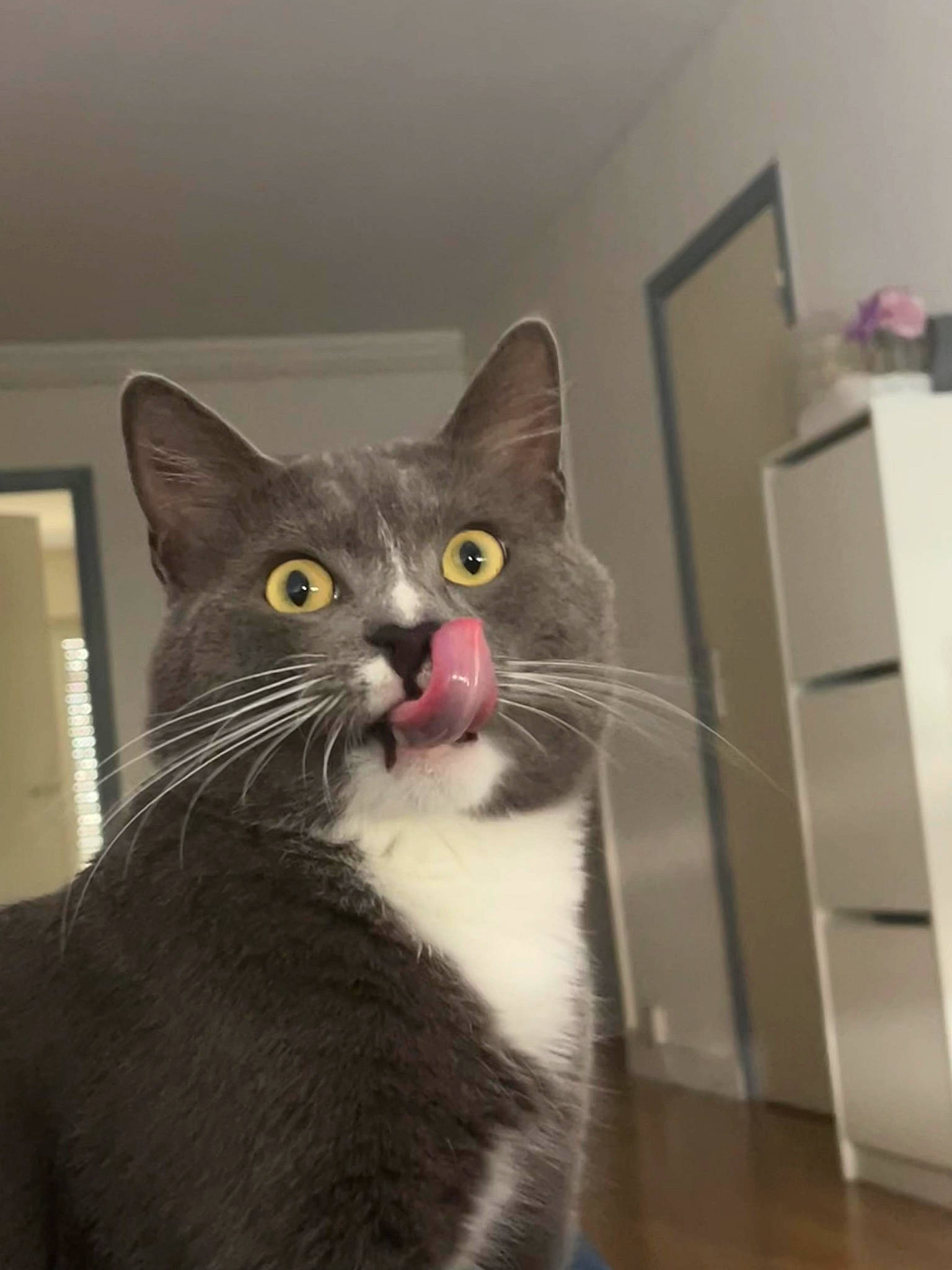 Tom a rejoint le concours — aidez-le/la à gagner de superbes lots ! box, carnivore, cat, domestic_short_haired_cat, felidae, fur, grey, hardwood, paw, small_to_medium_sized_cats, tail, wall_plate, whiskers, window