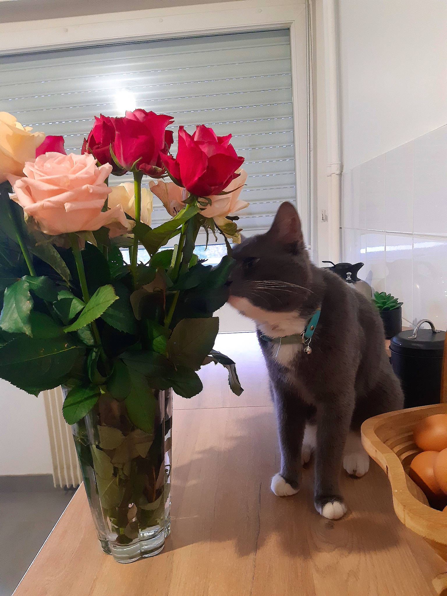 Tom participe au concours pour gagner de l'argent avec cette photo : artifact, bouquet, carnivore, cat, cut_flowers, felidae, flooring, flower, flower_arranging, flowering_plant, flowerpot, herbaceous_plant, houseplant, hybrid_tea_rose, petal, plant, rose, rose_family, vase, window