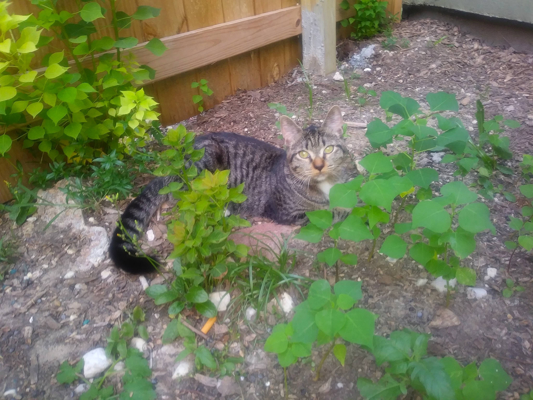 Karrie joined the competition — help win amazing prizes! backyard, garden, grass, groundcover, herb, plant, soil, yard