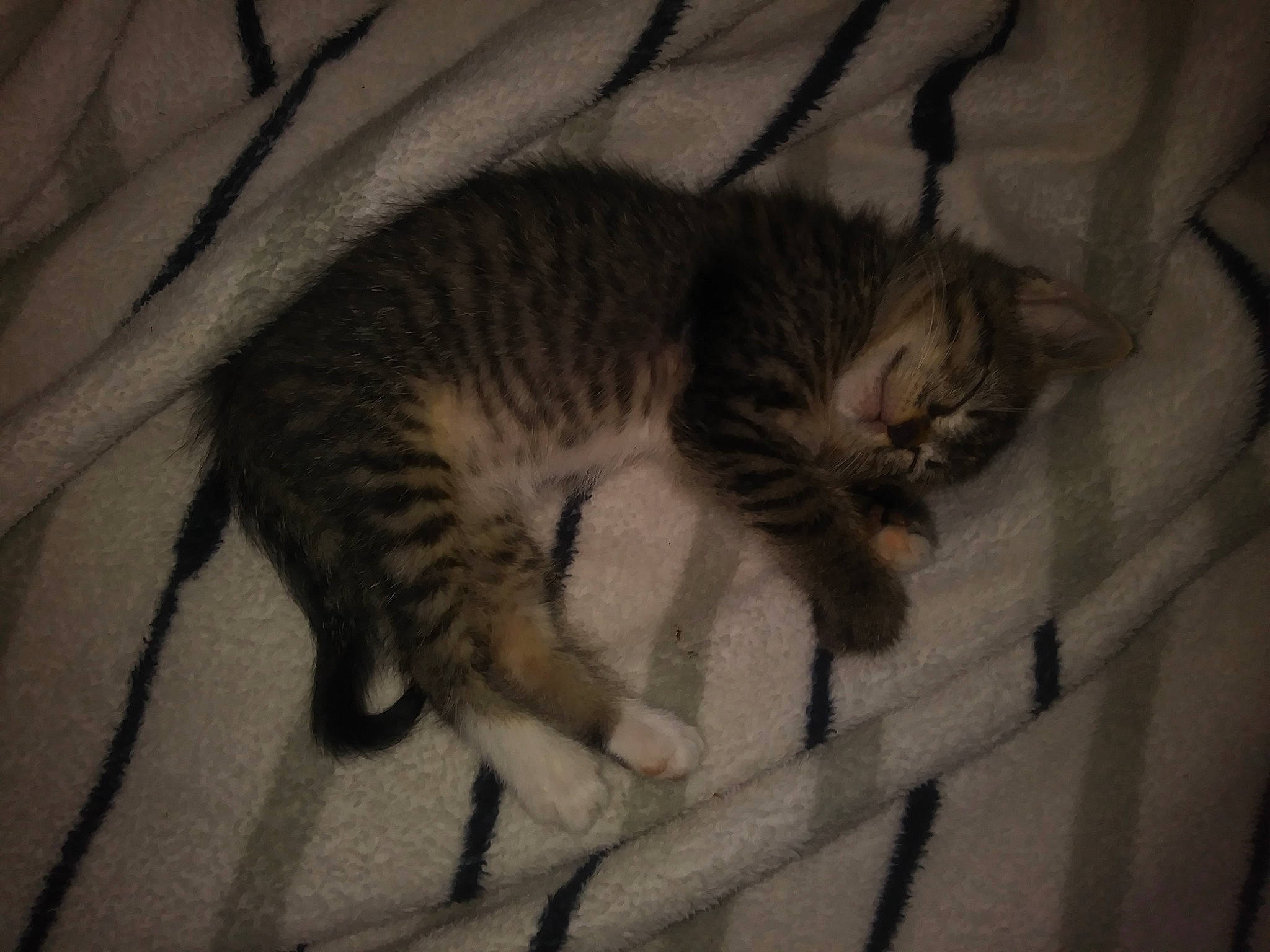 Karrie is registered to the contest to win money with this photo: asian, bengal, california_spangled, carnivore, cat, claw, domestic_short_haired_cat, dragon_li, egyptian_mau, european_shorthair, felidae, fur, kitten, mammal, ocicat, small_to_medium_sized_cats, tabby_cat, tail, toyger, whiskers