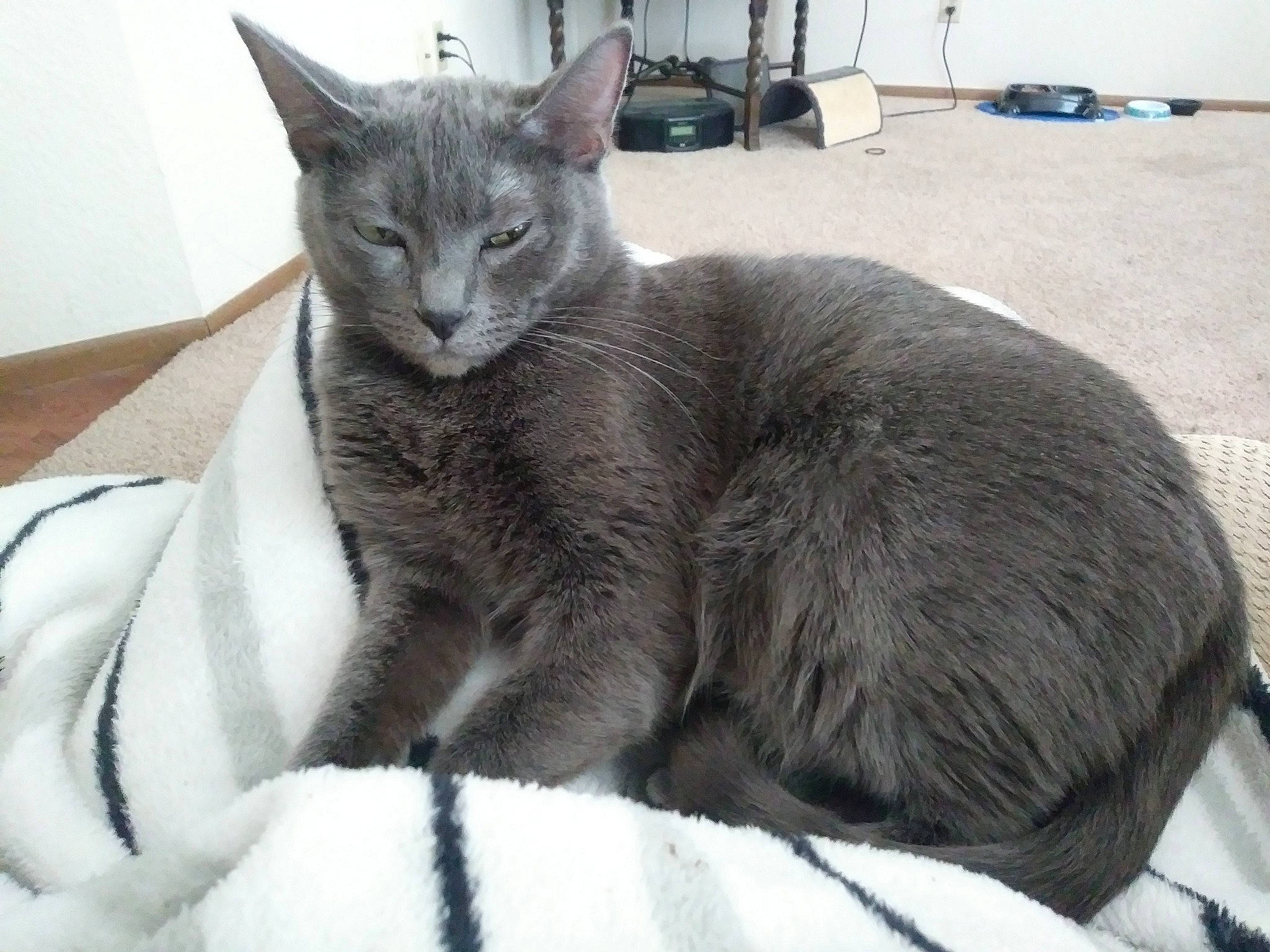 Kali joined the competition — help win amazing prizes! asian, british_shorthair, carnivore, cat, chartreux, domestic_short_haired_cat, european_shorthair, felidae, kitten, korat, mammal, nebelung, oriental_longhair, russian_blue, small_to_medium_sized_cats, tabby_cat, vertebrate, whiskers