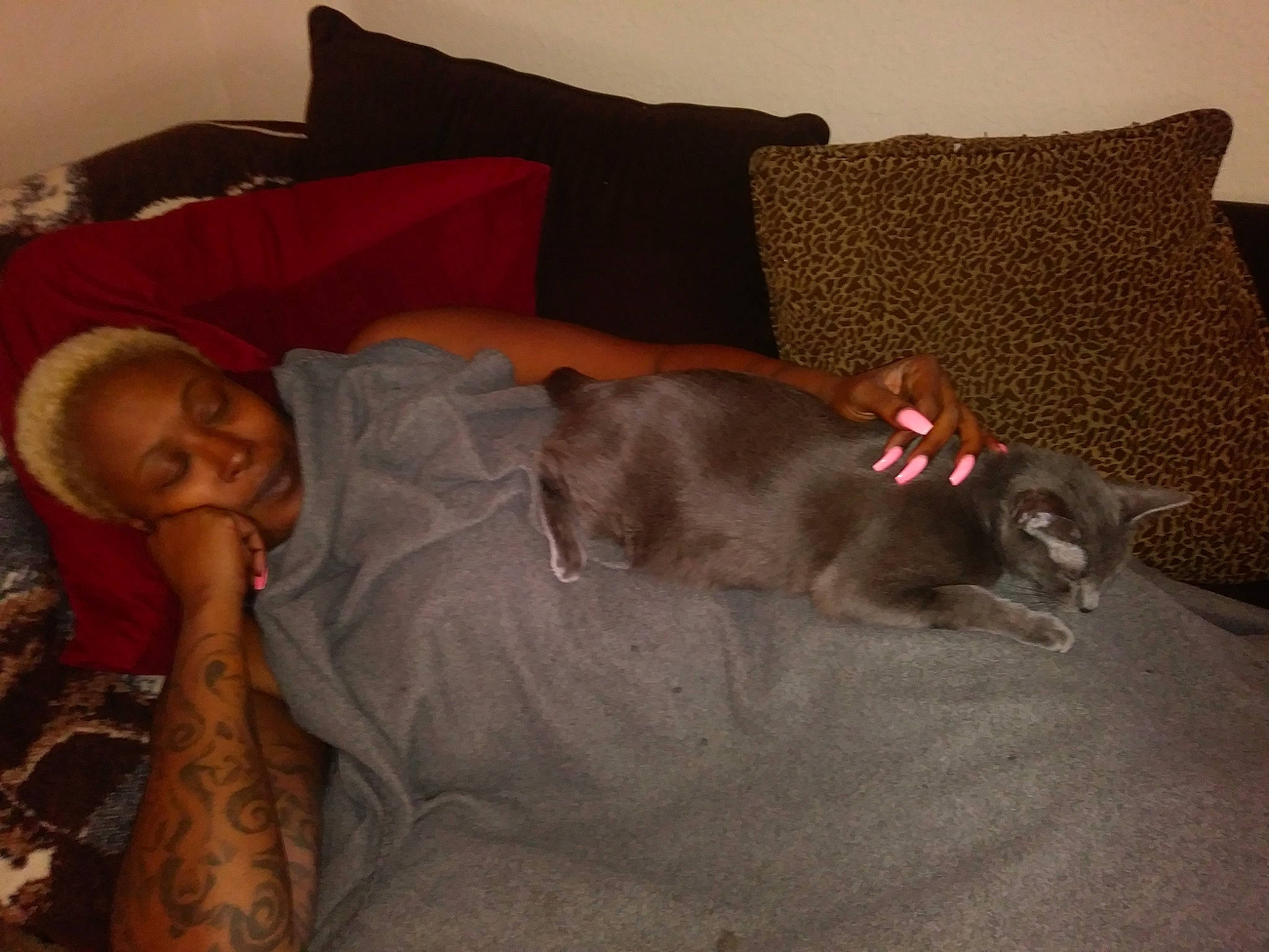 Kali joined the competition — help win amazing prizes! bed, bedtime, canidae, carnivore, cat, comfort, couch, dog, dog_breed, felidae, furniture, italian_greyhound, linens, nap, room, sleep, sporting_group, weimaraner