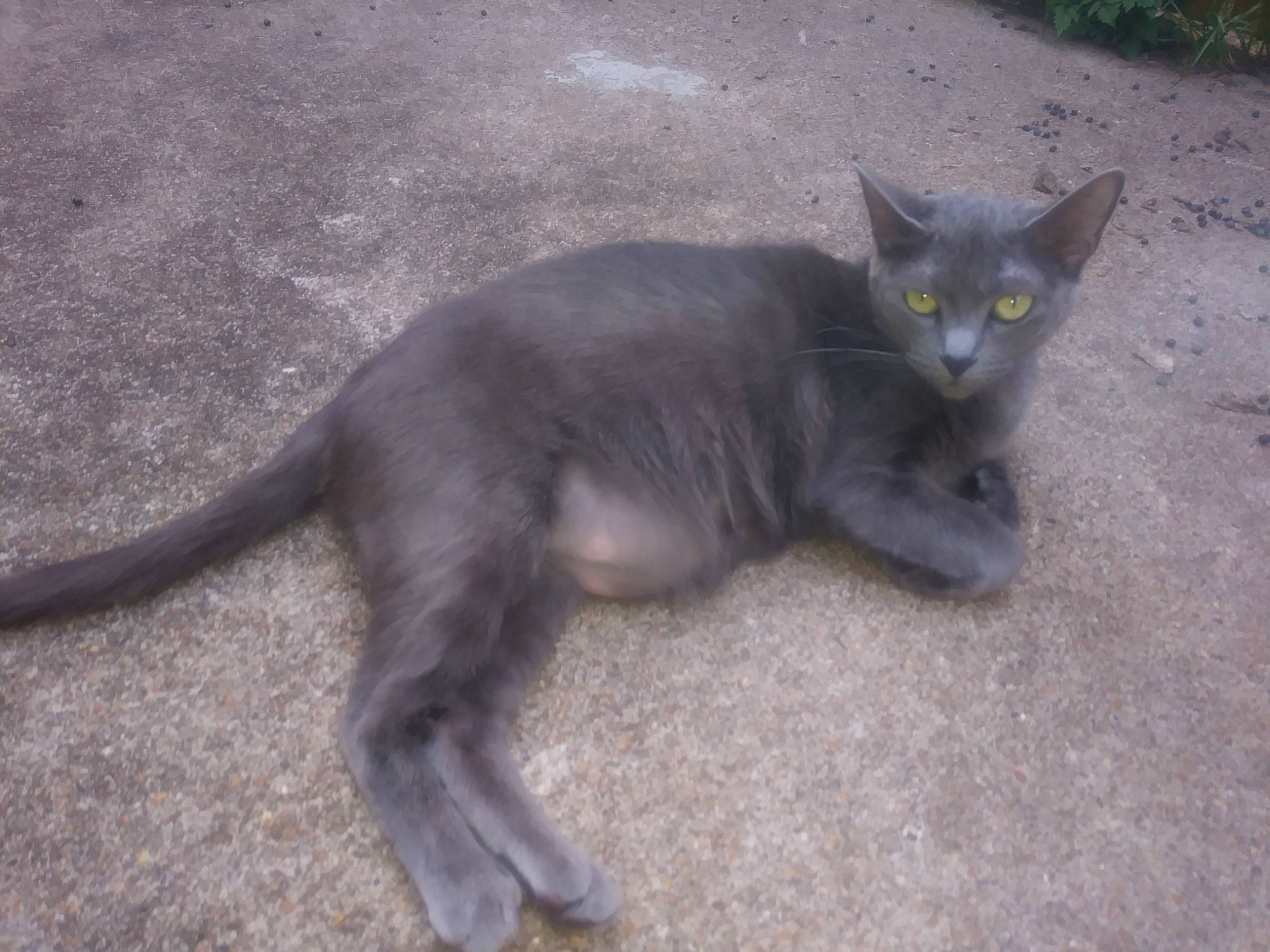 Kali joined the competition — help win amazing prizes! black_cat, burmese, carnivore, cat, chartreux, domestic_short_haired_cat, felidae, korat, mammal, nebelung, russian_blue, small_to_medium_sized_cats, tail, vertebrate, whiskers