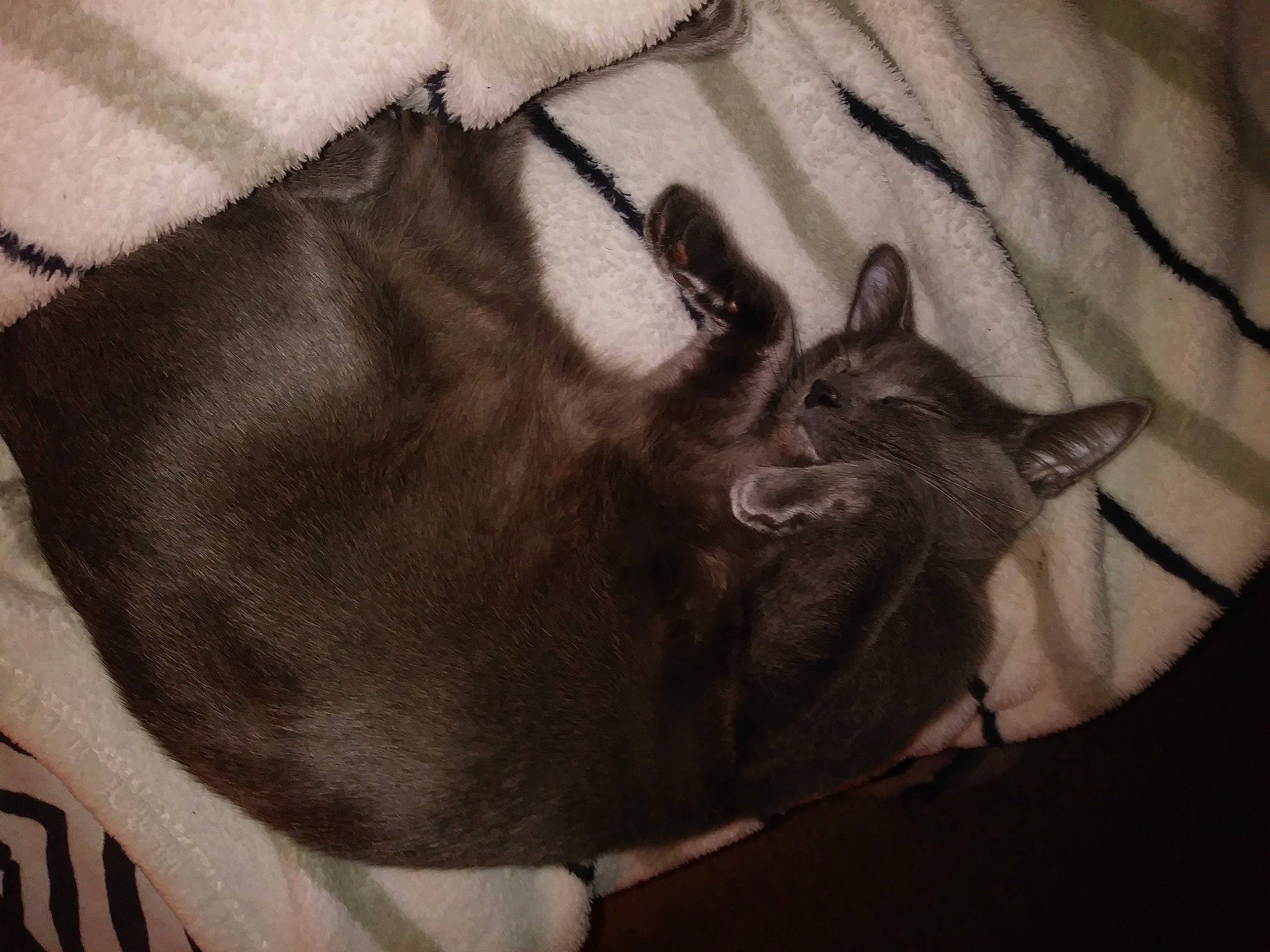 Kali is registered to the contest to win money with this photo: asian, black_cat, burmese, carnivore, cat, domestic_short_haired_cat, ear, felidae, fur, small_to_medium_sized_cats, snout, tail, whiskers