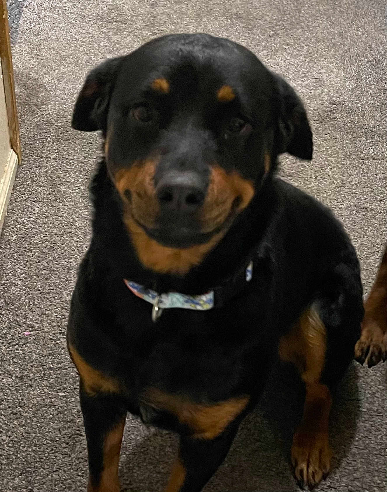 Freya is registered to the contest to win money with this photo: rottweiler, dog, pet, animal, canine, black, tan, collar, carpet, indoor, sitting, mammal, portrait, companion, fur, paw, looking, cute, friendly, domestic