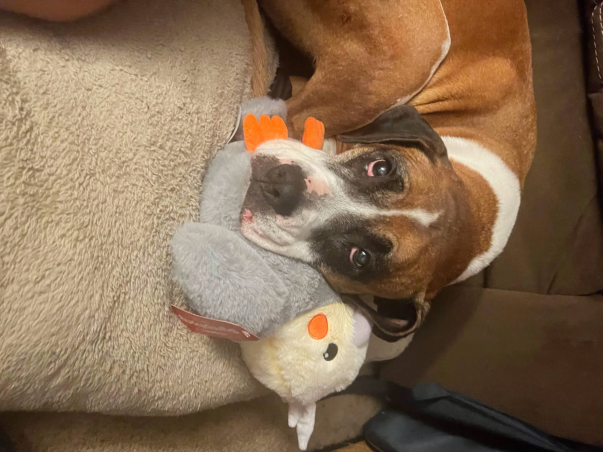 Dallas is registered to the contest to win money with this photo: canidae, carnivore, collar, comfort, companion_dog, dog, dog_breed, fawn, fur, non_sporting_group, sleeve, snout, sporting_group, stuffed_toy, whiskers, working_animal