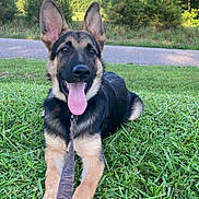 Jake joined the competition — help win amazing prizes! dog, german_shepherd, puppy, grass, leash, tongue_out, outdoor, trees, road, pet, animal, canine, happy, playful, nature, summer, young_dog, fur, ears, paws