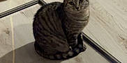 Kiara a rejoint le concours — aidez-le/la à gagner de superbes lots ! animal, cat, corner, curious, domestic_animal, feline, floor, frame, glass_frame, home, indoor, looking_up, pet, quiet, shadow, sitting, striped, tabby_cat, wall, wooden_floor
