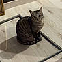 Kiara a rejoint le concours — aidez-le/la à gagner de superbes lots ! cat, tabby_cat, pet, animal, indoor, wooden_floor, glass_frame, shadow, curious, looking_up, striped, feline, domestic_animal, sitting, floor, home, wall, corner, frame, quiet