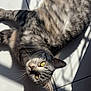 Kiara a rejoint le concours — aidez-le/la à gagner de superbes lots ! cat, tabby_cat, yellow_eyes, striped_fur, sunlight, shadow_pattern, tiled_floor, lying_down, pet, domestic_cat, whiskers, curious_look, relaxed, feline, indoor, close_up, animal, cute, fur_texture, playful_shadows