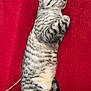cat, tabby, sleeping, couch, red_fabric, pet, indoor, cozy, relaxed, feline, striped, whiskers, paw, fur, resting, domestic_animal, cute, animal, napping, comfort