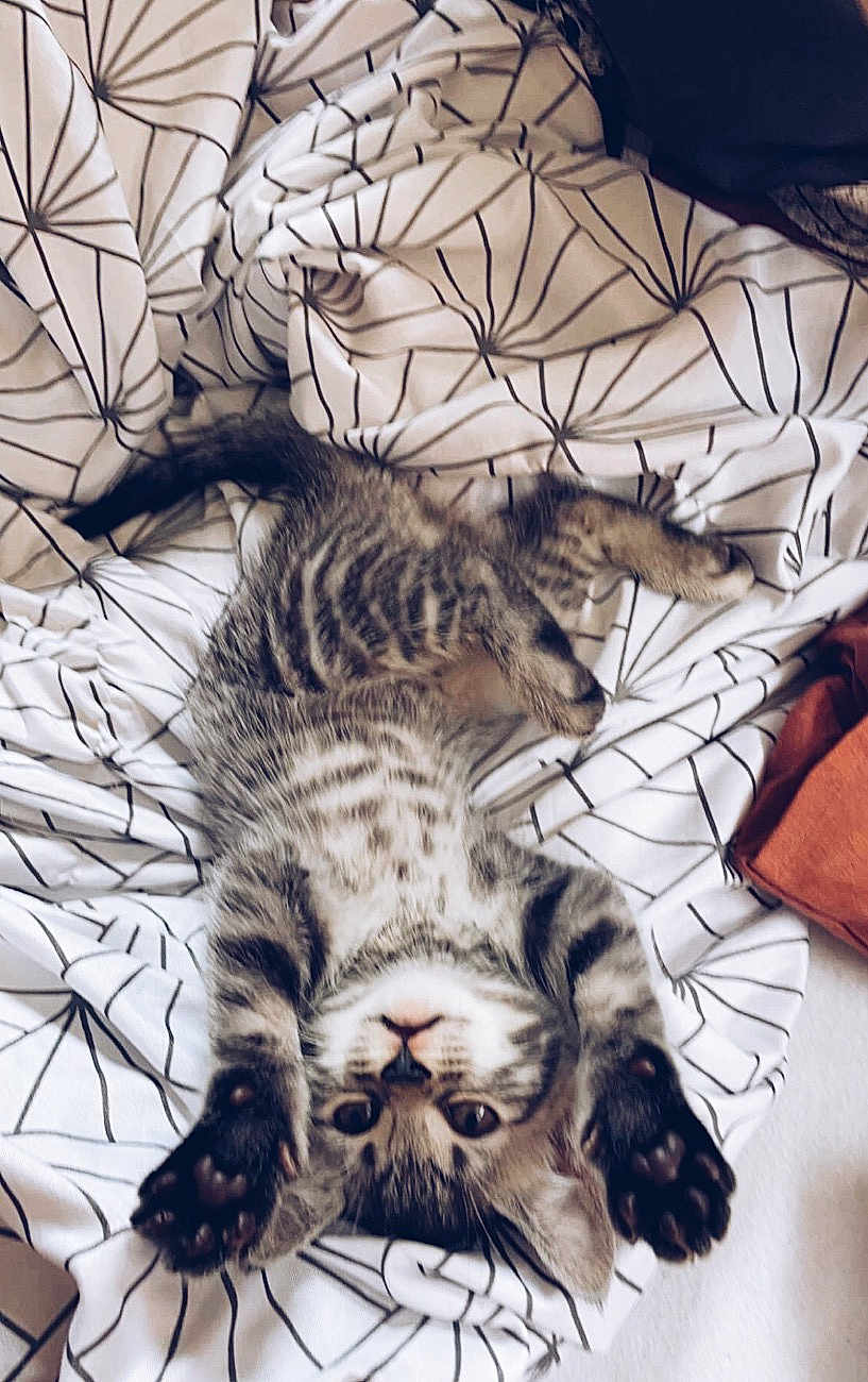 Kiara a rejoint le concours — aidez-le/la à gagner de superbes lots ! kitten, cat, pet, animal, tabby, striped, paws, stretching, blanket, bed, indoor, cute, playful, fur, whiskers, small, adorable, relaxed, resting, cozy