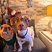 Doug participe au concours pour gagner de l'argent avec cette photo : animal, bone, brown_dog, chair, collar, cozy, curtain, cute, dog, furniture, gnome, home, indoor, lamp, looking_up, pet, stone_wall, treat, waiting, white_dog