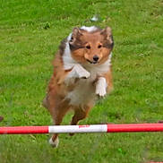 Apollo participe au concours pour gagner de l'argent avec cette photo : active, agility, animal, canine, dog, energetic, exercise, fast, field, fun, fur, grass, jumping, leap, motion, nature, outdoor, pet, play, sport