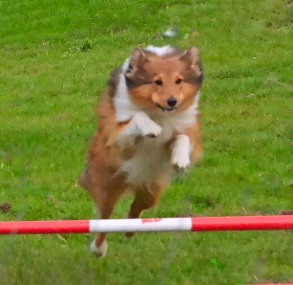 Apollo participe au concours pour gagner de l'argent avec cette photo : active, agility, animal, canine, dog, energetic, exercise, fast, field, fun, fur, grass, jumping, leap, motion, nature, outdoor, pet, play, sport