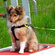 Apollo participe au concours pour gagner de l'argent avec cette photo : puppy, dog, animal, outdoor, grass, fence, harness, leash, pet, canine, sitting, fluffy, young, red_platform, greenery, nature, cute, alert, fur, training