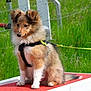 puppy, dog, animal, outdoor, grass, fence, harness, leash, pet, canine, sitting, fluffy, young, red_platform, greenery, nature, cute, alert, fur, training