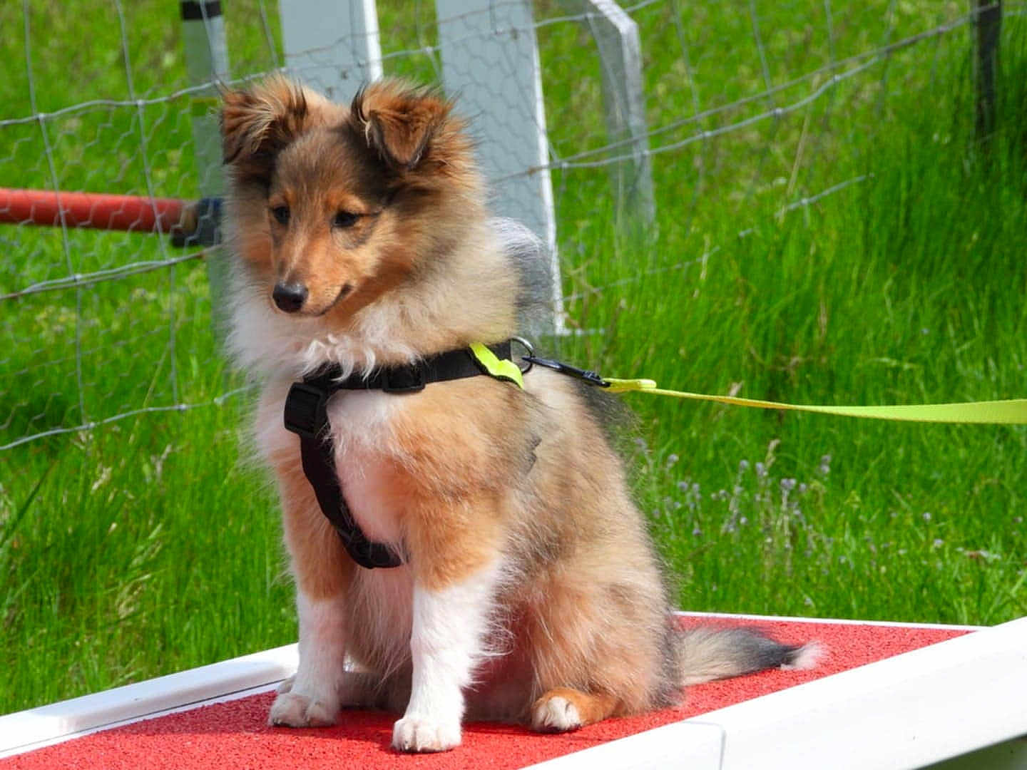 Apollo participe au concours pour gagner de l'argent avec cette photo : puppy, dog, animal, outdoor, grass, fence, harness, leash, pet, canine, sitting, fluffy, young, red_platform, greenery, nature, cute, alert, fur, training