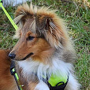 Oli participe au concours pour gagner de l'argent avec cette photo : dog, canine, pet, animal, grass, outdoor, fur, brown_fur, white_fur, harness, neon, leash, side_view, portrait, calm, relaxed, nature, muzzle, ears, closeup