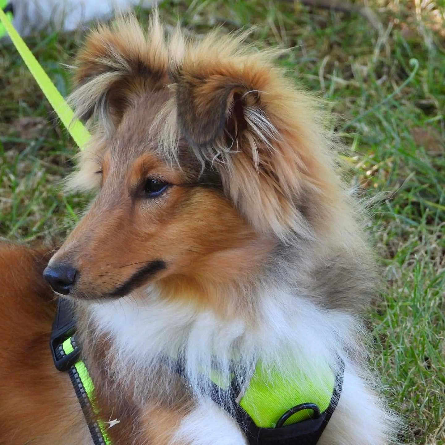 Oli participe au concours pour gagner de l'argent avec cette photo : animal, brown_fur, calm, canine, closeup, dog, ears, fur, grass, harness, leash, muzzle, nature, neon, outdoor, pet, portrait, relaxed, side_view, white_fur