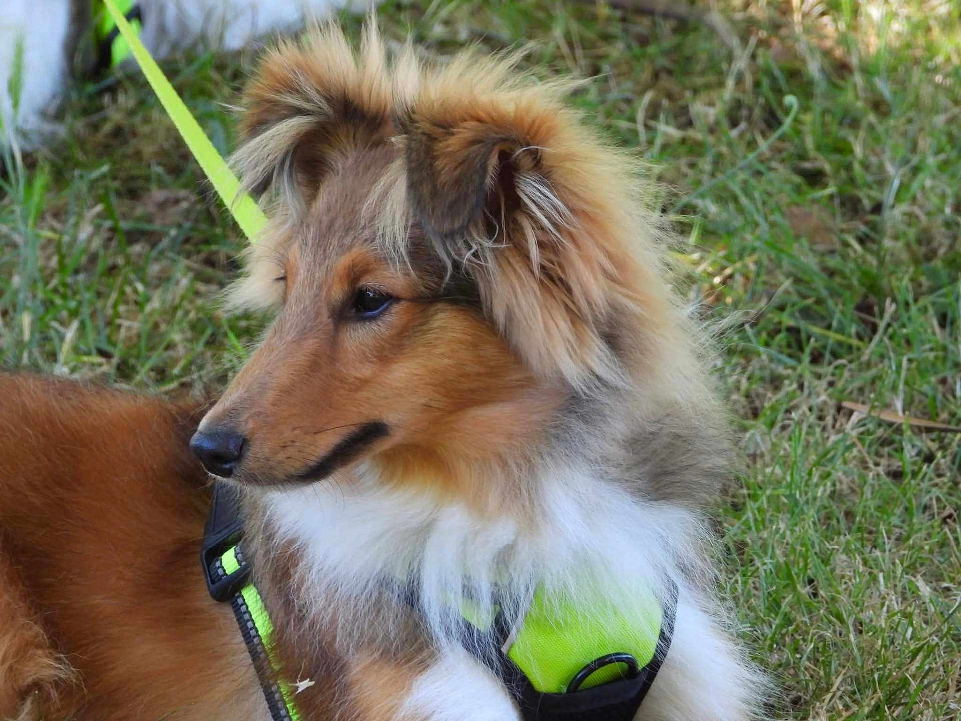 Oli participe au concours pour gagner de l'argent avec cette photo : dog, canine, pet, animal, grass, outdoor, fur, brown_fur, white_fur, harness, neon, leash, side_view, portrait, calm, relaxed, nature, muzzle, ears, closeup