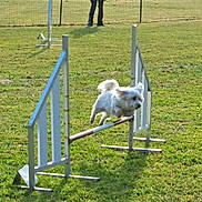Oliver participe au concours pour gagner de l'argent avec cette photo : active, agility_course, animal, canine, competition, daytime, dog, energetic, exercise, fence, field, grass, hurdle, jumping, leisure, outdoor, pet, sport, training, white_dog