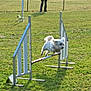 active, agility_course, animal, canine, competition, daytime, dog, energetic, exercise, fence, field, grass, hurdle, jumping, leisure, outdoor, pet, sport, training, white_dog