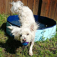 Oliver participe au concours pour gagner de l'argent avec cette photo : dog, white_dog, ball, pool, water, grass, fence, outdoor, sunny, pet, playful, wet_fur, animal, summer, toy, nature, canine, backyard, happy, fun