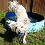 dog, white_dog, ball, pool, water, grass, fence, outdoor, sunny, pet, playful, wet_fur, animal, summer, toy, nature, canine, backyard, happy, fun