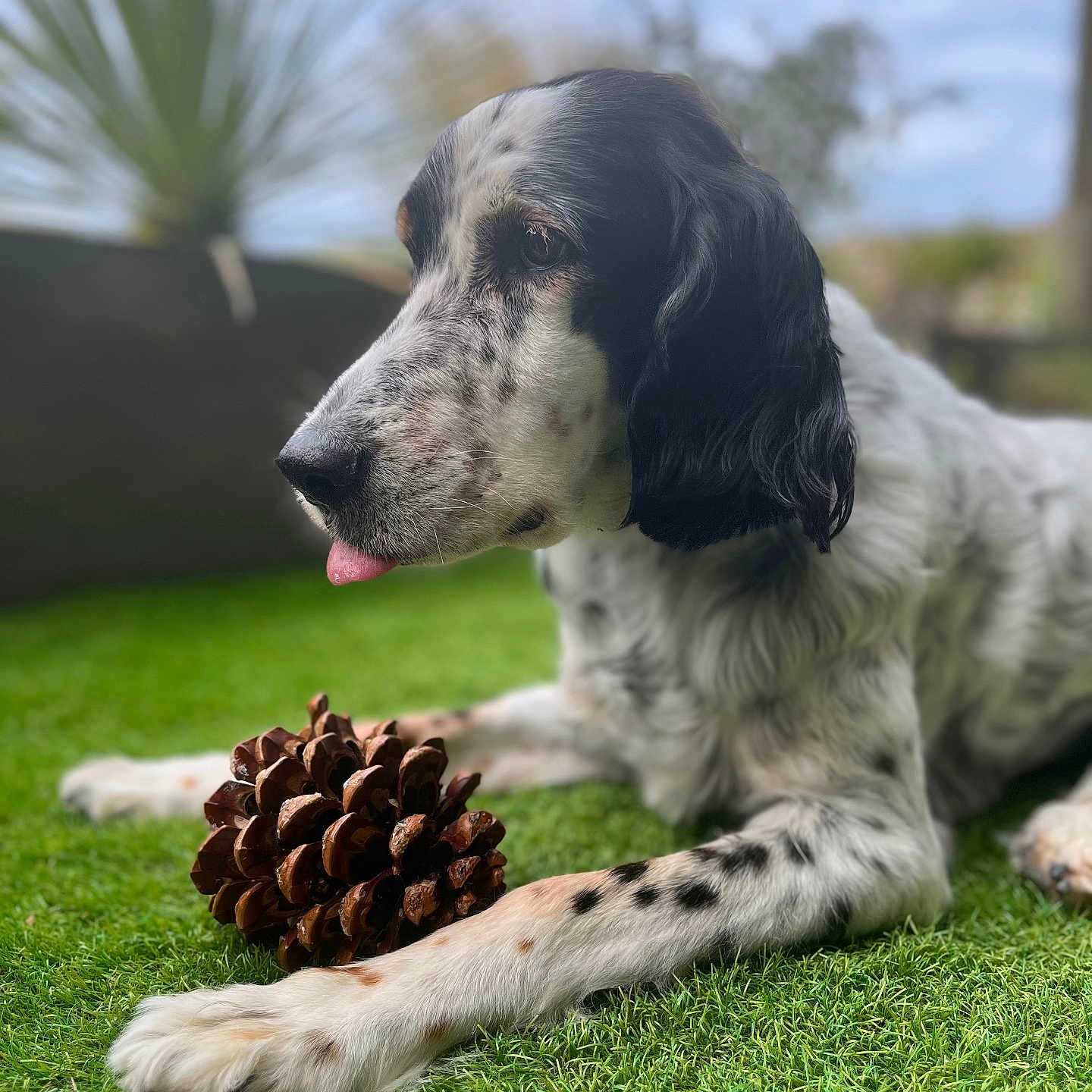 Funky a rejoint le concours — aidez-le/la à gagner de superbes lots ! animal, bodypart, canine, cockerspaniel, conifer, dog, field, grass, grassland, hound, larch, lawn, mouth, nature, outdoors, pet, plant, pointer, puppy, tree