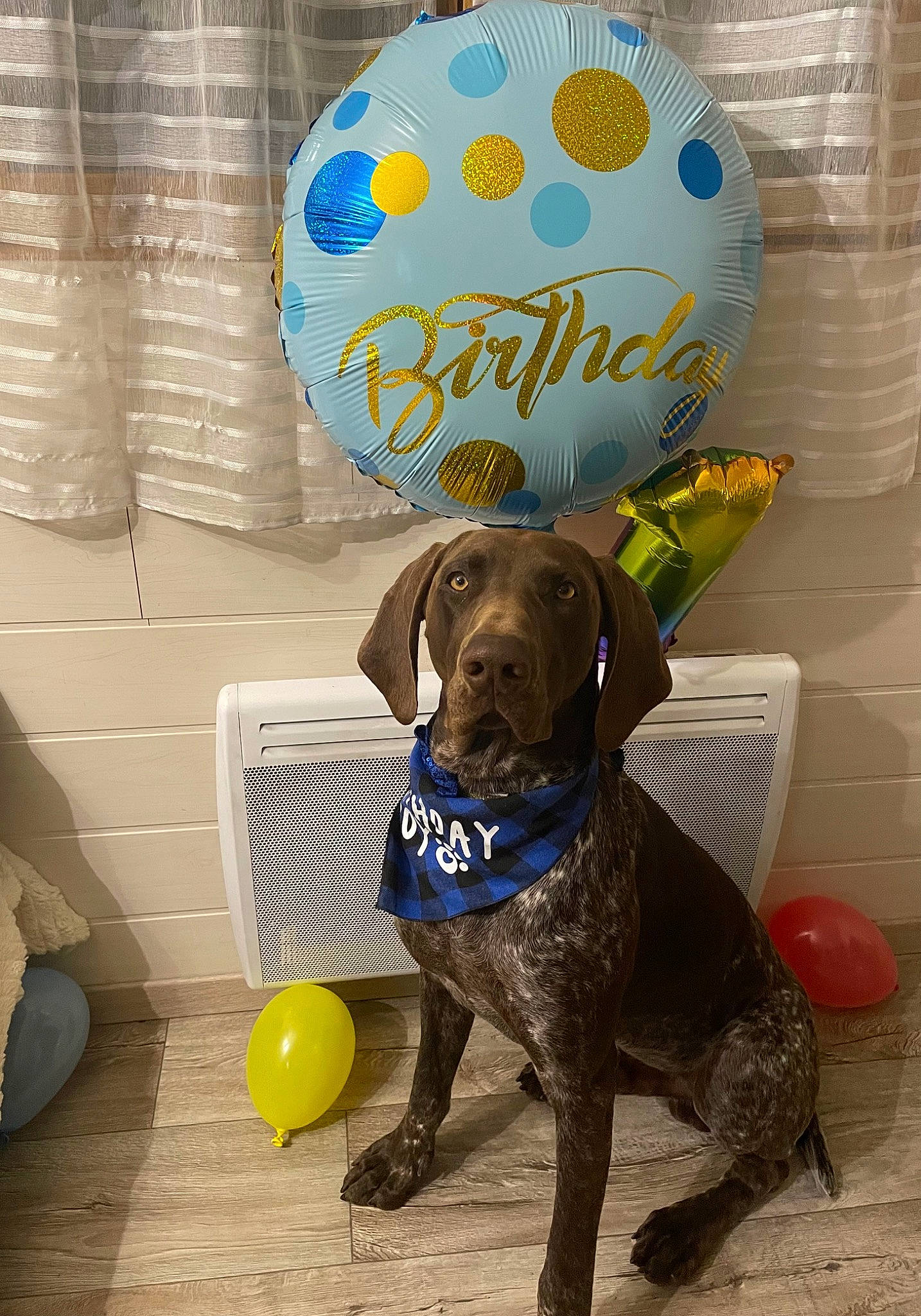 Usko participe au concours pour gagner de l'argent avec cette photo : balloon, canidae, carnivore, circle, collar, companion_dog, dog, dog_breed, dog_collar, dog_supply, fawn, flooring, liver, party_supply, pet_supply, sporting_group, sports_toy, tail, tennis_ball, working_animal