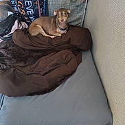 Cocoa is registered to the contest to win money with this photo: dog, brown_dog, blanket, bed, blue_sheet, indoor, pet, furniture, cozy, resting, small_dog, canine, pile, comfort, collar, animal, relaxed, sleeping_spot, household, corner