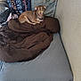 dog, brown_dog, blanket, bed, blue_sheet, indoor, pet, furniture, cozy, resting, small_dog, canine, pile, comfort, collar, animal, relaxed, sleeping_spot, household, corner