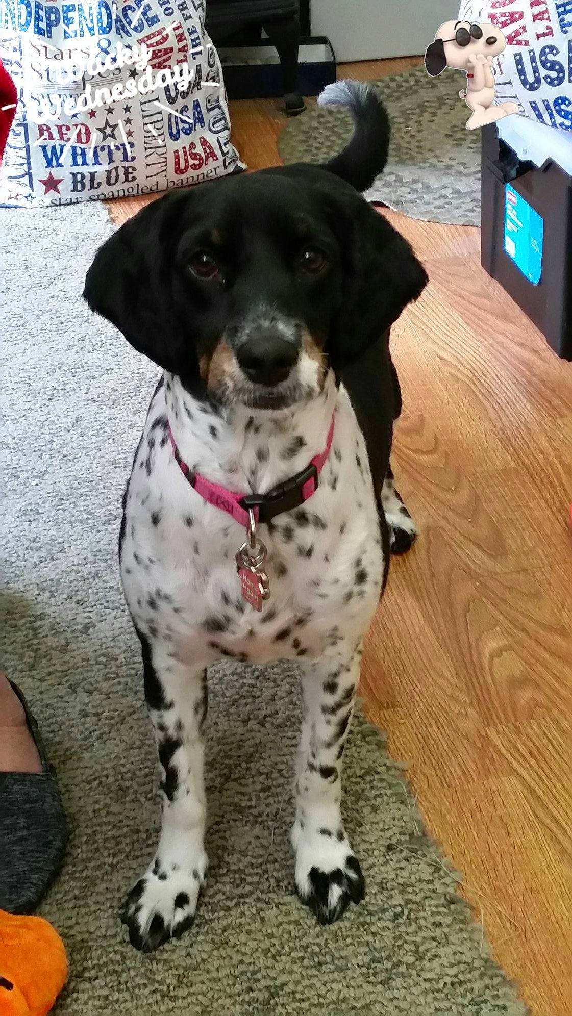 Emma is registered to the contest to win money with this photo: box, canidae, carnivore, collar, companion_dog, dog, dog_breed, dog_collar, dog_supply, floor, flooring, fur, laminate_flooring, mammal, pattern, pet_supply, snout, sporting_group, wood_flooring, working_animal