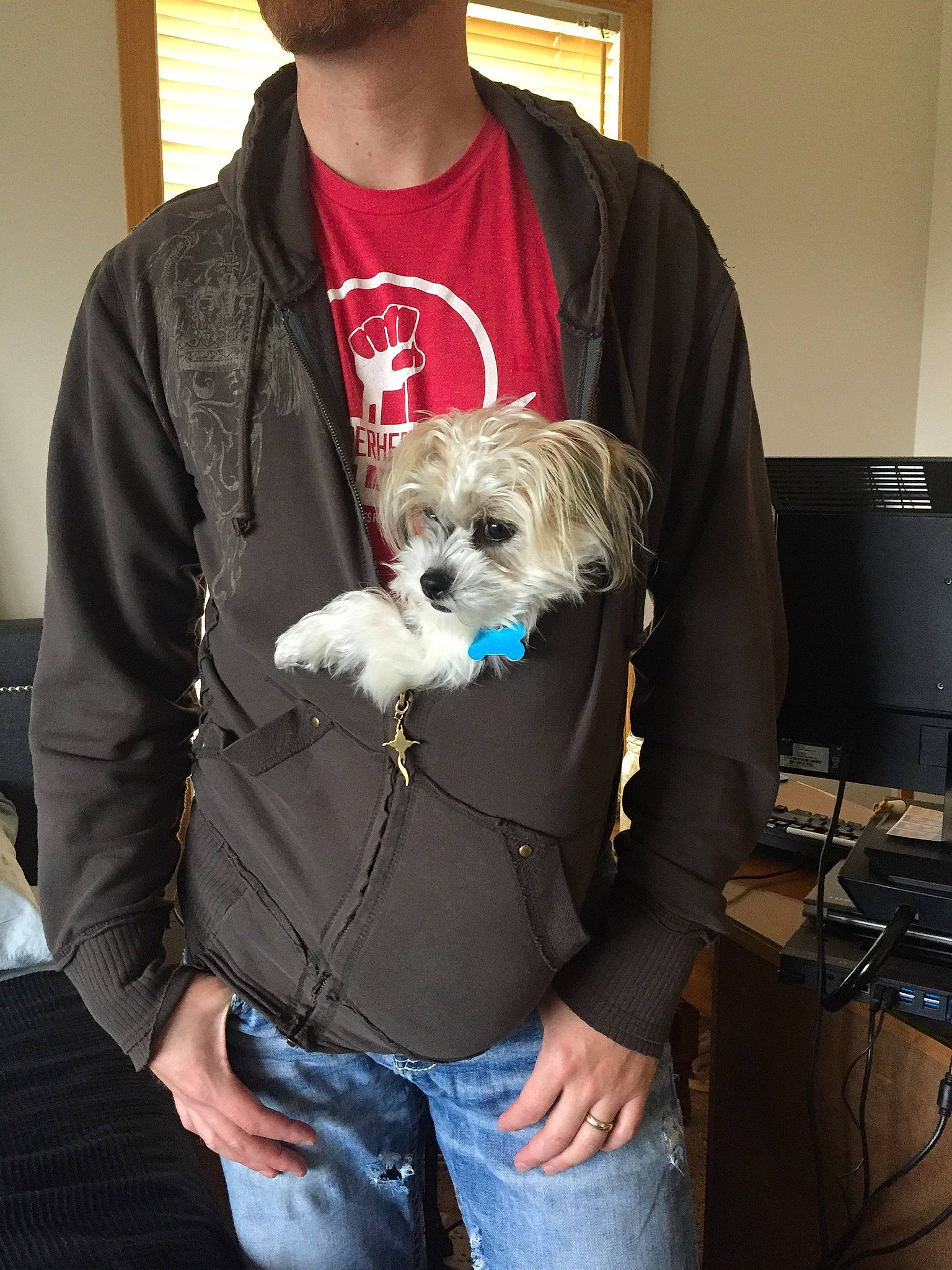 Moxie joined the competition — help win amazing prizes! canidae, carnivore, cavachon, companion_dog, dog, dog_breed, lhasa_apso, lowchen, maltepoo, maltese, mammal, morkie, petit_basset_griffon_vendeen, puppy, schnoodle, shih_tzu, sporting_lucas_terrier, terrier, tibetan_terrier, toy_dog