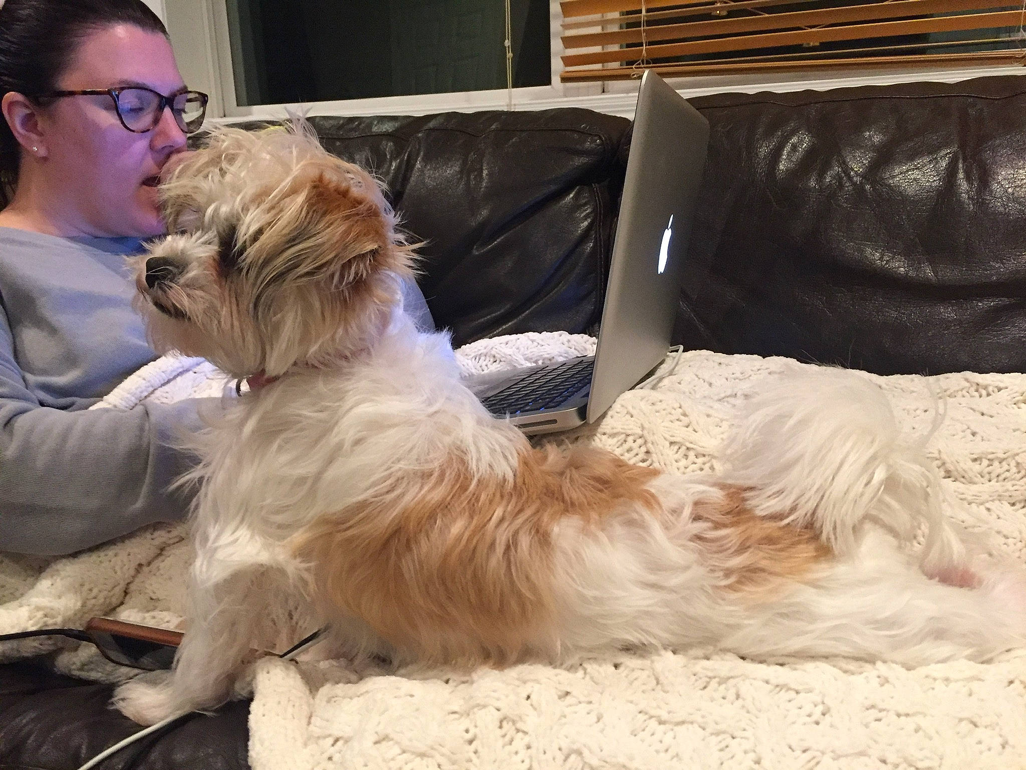 Moxie is registered to the contest to win money with this photo: cairn_terrier, canidae, carnivore, companion_dog, dog, dog_breed, ear, fur, glasses, interaction, irish_soft_coated_wheaten_terrier, lhasa_apso, mammal, morkie, puppy_love, schnoodle, shih_tzu, sitting, sporting_group, vertebrate