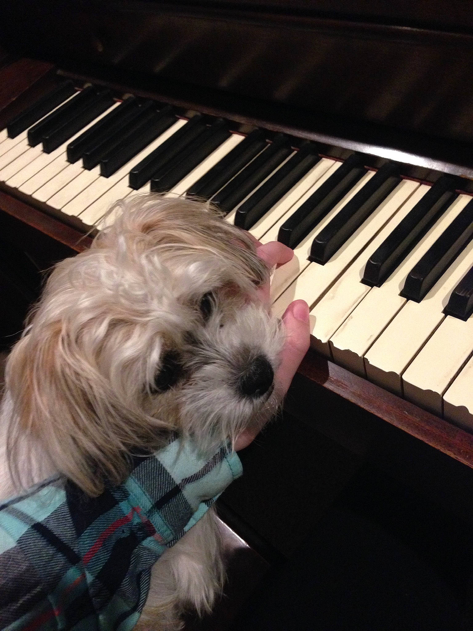 Moxie joined the competition — help win amazing prizes! canidae, carnivore, digital_piano, dog, dog_breed, electronic_device, electronic_instrument, keyboard, keyboard_player, maltese, miniature_schnauzer, musical_instrument, musical_keyboard, musician, pianist, piano, player_piano, puppy, technology, west_highland_white_terrier
