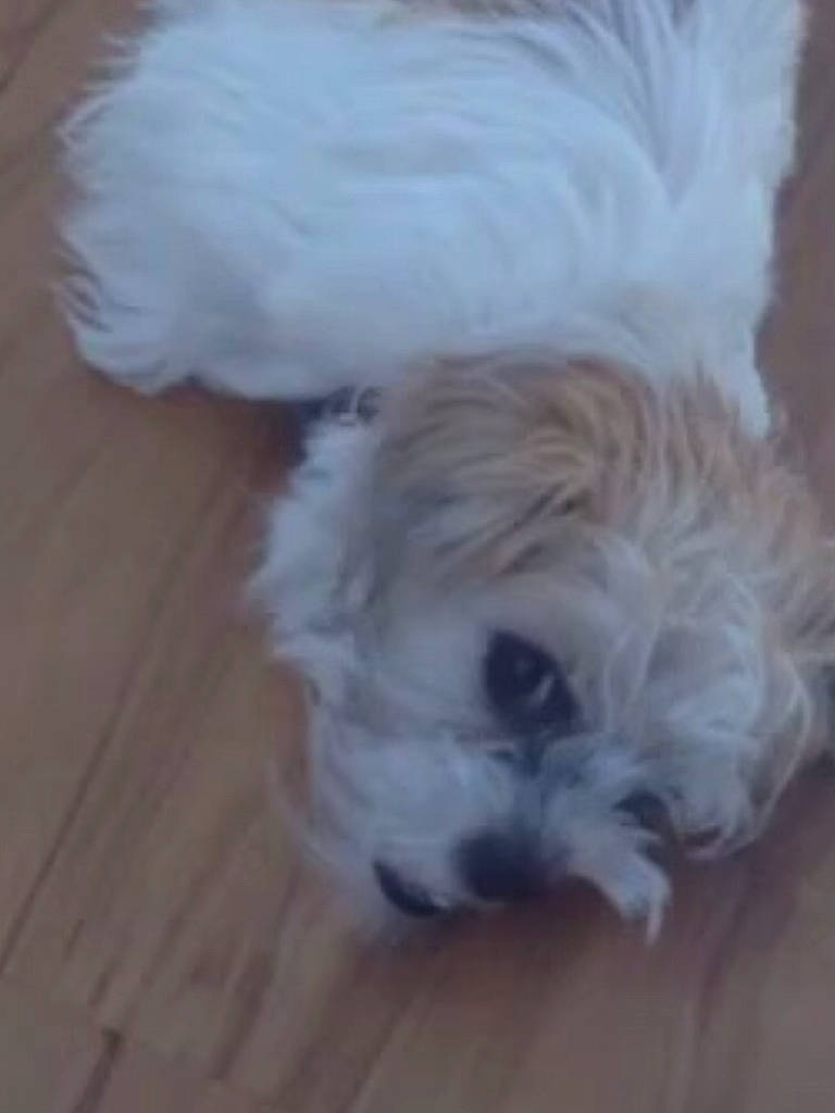 Moxie joined the competition — help win amazing prizes! bolonka, canidae, carnivore, chinese_imperial_dog, cockapoo, companion_dog, dog, dog_breed, havanese, kyi_leo, lhasa_apso, maltepoo, maltese, mammal, morkie, puppy, schnoodle, shih_tzu, snout, toy_dog