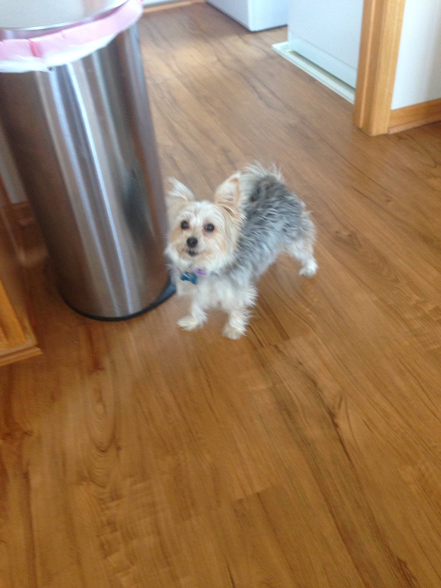 Kona Gumball joined the competition — help win amazing prizes! canidae, cavachon, companion_dog, dog, dog_breed, floor, flooring, glen_of_imaal_terrier, hardwood, havanese, maltepoo, maltese, mammal, morkie, puppy, schnoodle, sporting_lucas_terrier, vertebrate, west_highland_white_terrier, wood_flooring