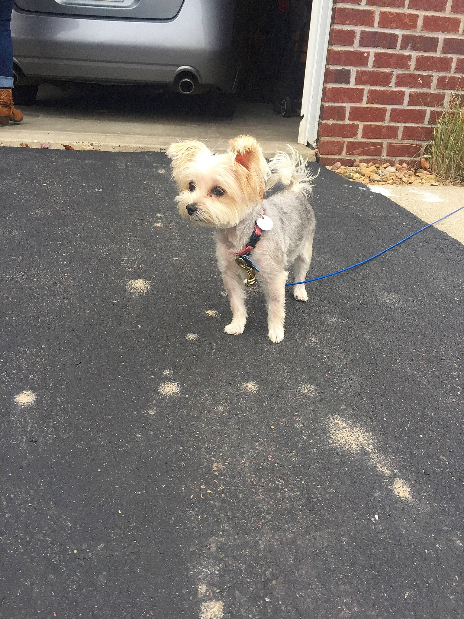 Kona Gumball joined the competition — help win amazing prizes! canidae, carnivore, companion_dog, dog, dog_breed, fawn, kintamani, maltese, mammal, non_sporting_group, pomeranian, puppy, rare_breed_dog, road_surface, schnoodle, sidewalk, sporting_group, tail, vertebrate, west_highland_white_terrier