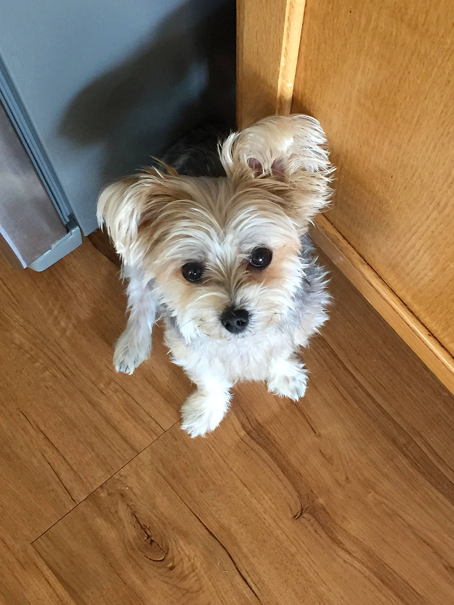 Kona Gumball joined the competition — help win amazing prizes! biewer_terrier, canidae, carnivore, chinese_imperial_dog, companion_dog, dog, dog_breed, maltepoo, maltese, mammal, morkie, puppy, rare_breed_dog, schnoodle, shih_tzu, small_terrier, snout, terrier, toy_dog, yorkshire_terrier